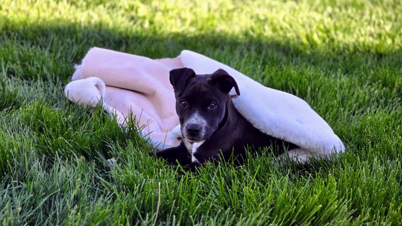 Labraheeler Puppy